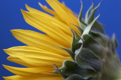 Close-up of sunflower against blue sky