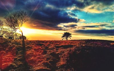 Silhouette trees on field against sky during sunset