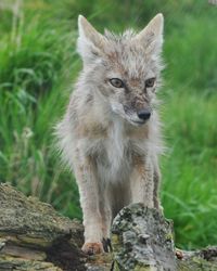 Siberian fox