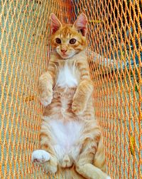 Ginger cat is chiling