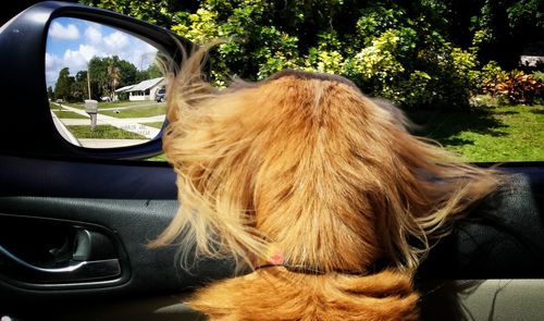 Dog looking through car window