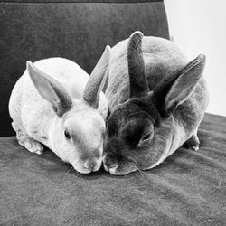 Rabbits relaxing on seat at home