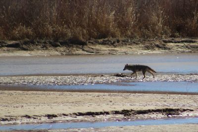 View of an animal in water