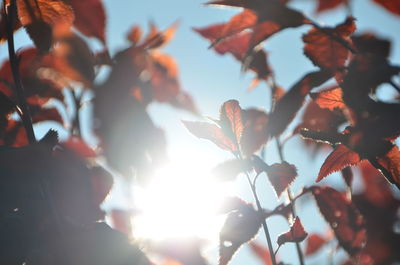 Close-up of leaves on tree trunk