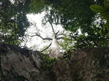 Low angle view of trees against sky