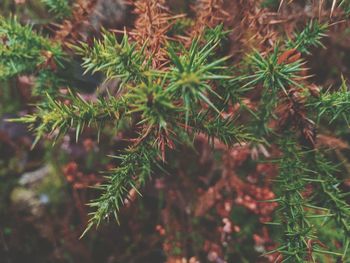 Close-up of fresh green plants