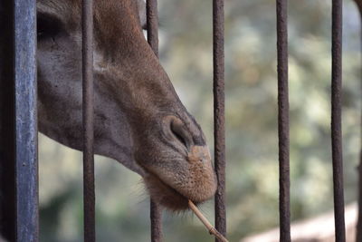 Close-up of monkey in cage at zoo