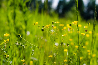 Close-up of yellow flowers on field