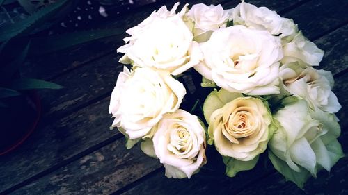 Close-up of white rose