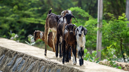 Goats on the run