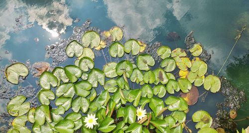 High angle view of water lily in pond