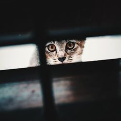 Portrait of cat seen through the window