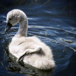 Two swans swimming in lake