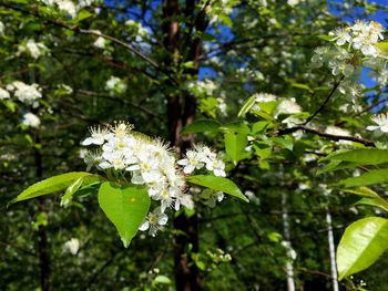 Close-up of white flowering plant