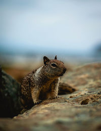 Close-up of squirrel on rock -taken by nikon nikkor-p auto 105mm f/2.5 non-ai mf lens