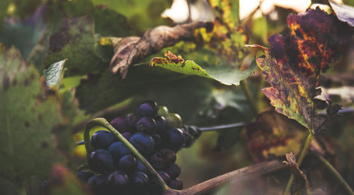 Close-up of grapes growing on plant