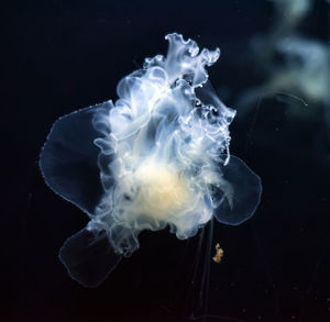 Close-up of jellyfish swimming in sea