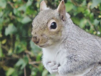 Close-up of squirrel
