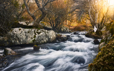 Stream flowing through rocks in forest