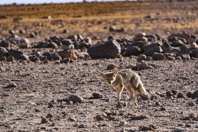 Fox on field