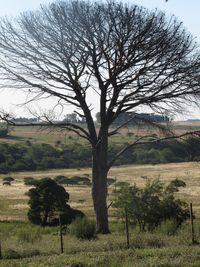 Bare tree on field against sky