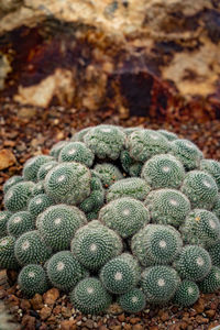 Close-up of growing cactus 