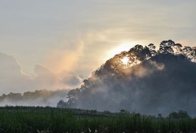 Scenic view of trees against sky during sunset