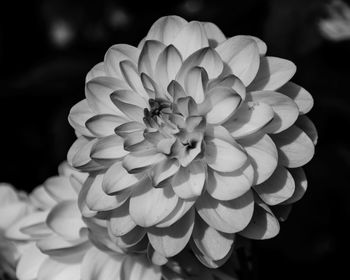 Close-up of flowers blooming against black background