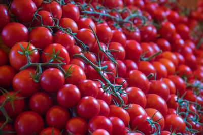 Pile of many colorful ripe red tomatoes with green stems