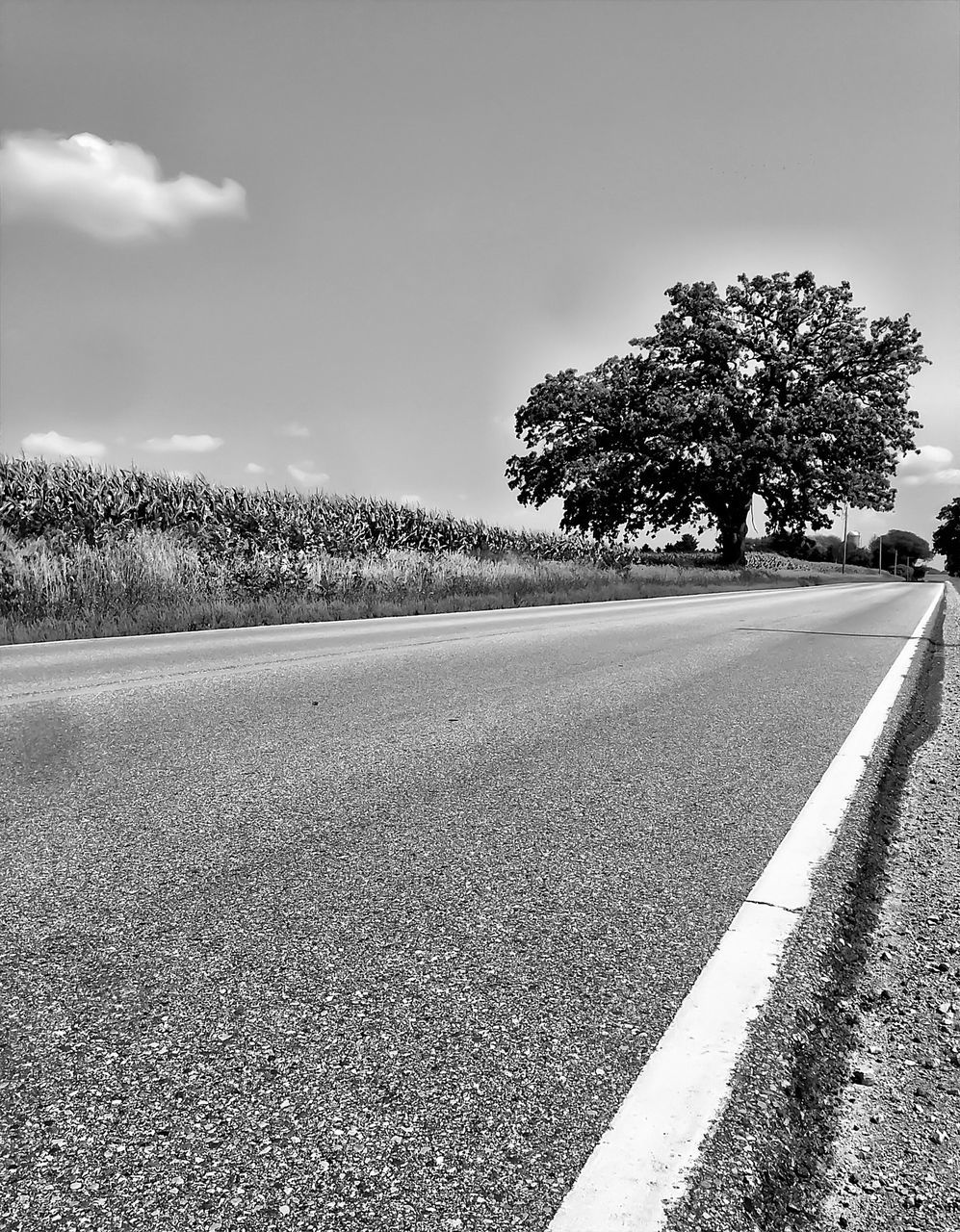 the way forward, road, transportation, tree, road marking, diminishing perspective, sky, vanishing point, asphalt, empty road, tranquility, surface level, tranquil scene, country road, street, clear sky, empty, nature, long, day