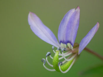 Close-up of honey bee on flower