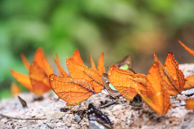 Close-up of dry leaves on a field