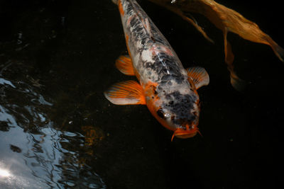 Fish swimming in sea