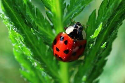 Close-up of ladybug on leaf