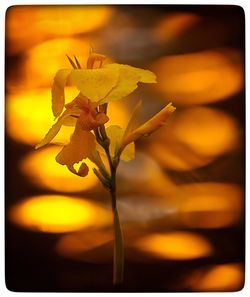 Close-up of yellow flower