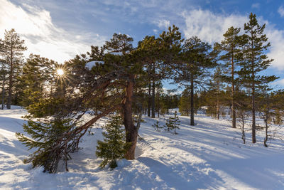 Trees on snow covered field against sky