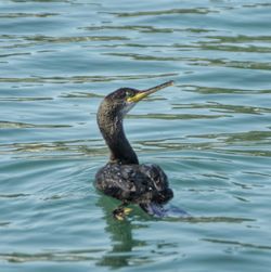 Black swan swimming in lake