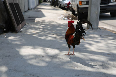 Rooster on city footpath