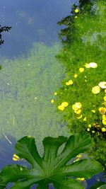 High angle view of plant growing in water