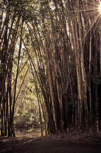 Trees in forest