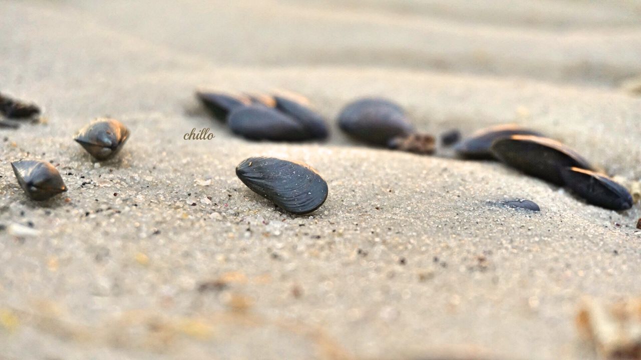 beach, sand, surface level, selective focus, shore, pebble, seashell, close-up, stone - object, nature, sunlight, textured, day, asphalt, outdoors, tranquility, focus on foreground, no people, shell, stone