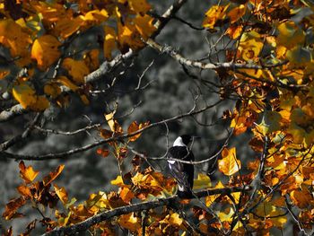 Autumn leaves on tree