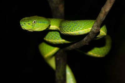 Close-up of green snake on branch