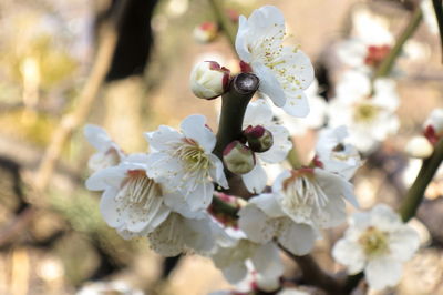 Close-up of white flowers blooming on tree