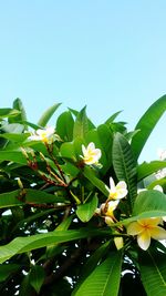 Close-up of plant against clear sky