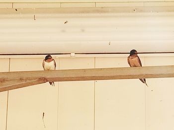 Bird perching on floor