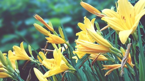 Close-up of yellow flower