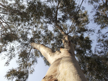 Low angle view of trees against sky