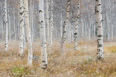 Group of birch trees in autumnal snowfall in oulu, northern finland.