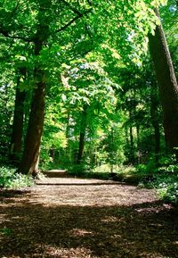 Close-up of trees